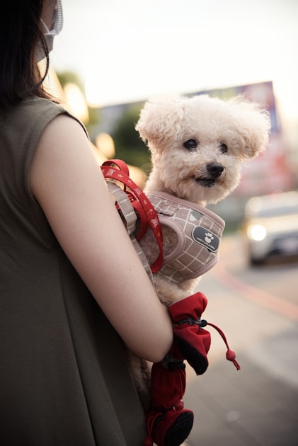 How to Become a Therapy Animal Team