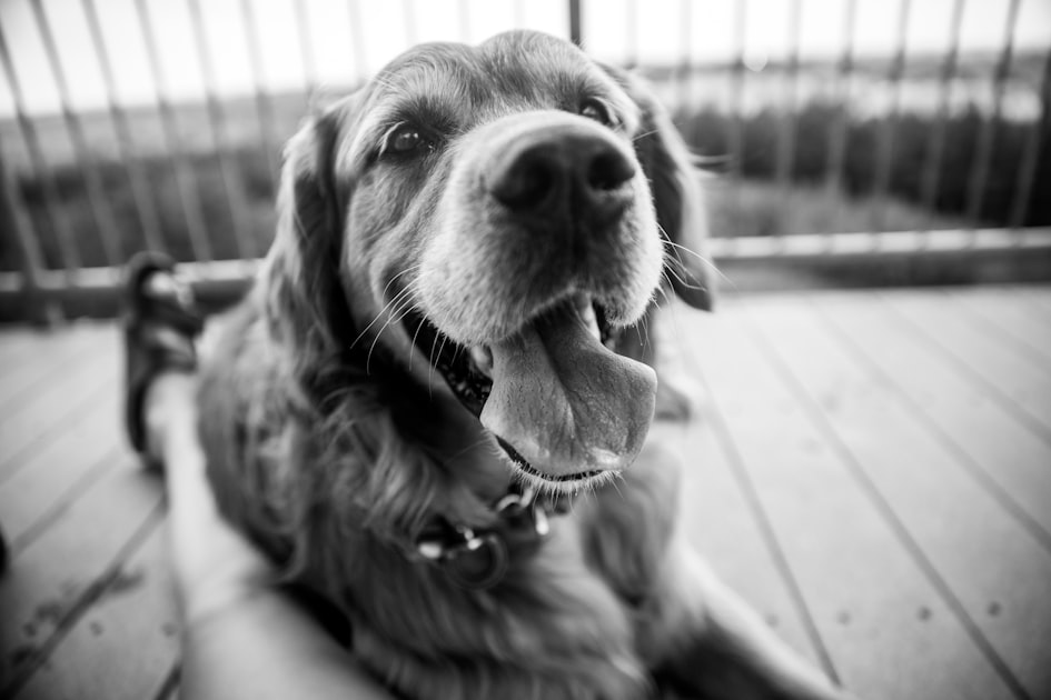 Success Stories from Therapy Animal Visits